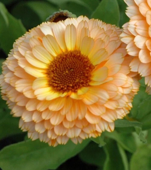 Calendula ‘Pink Surprise’ (Calendula officinalis) non-GMO Heirloom seeds 50ct
