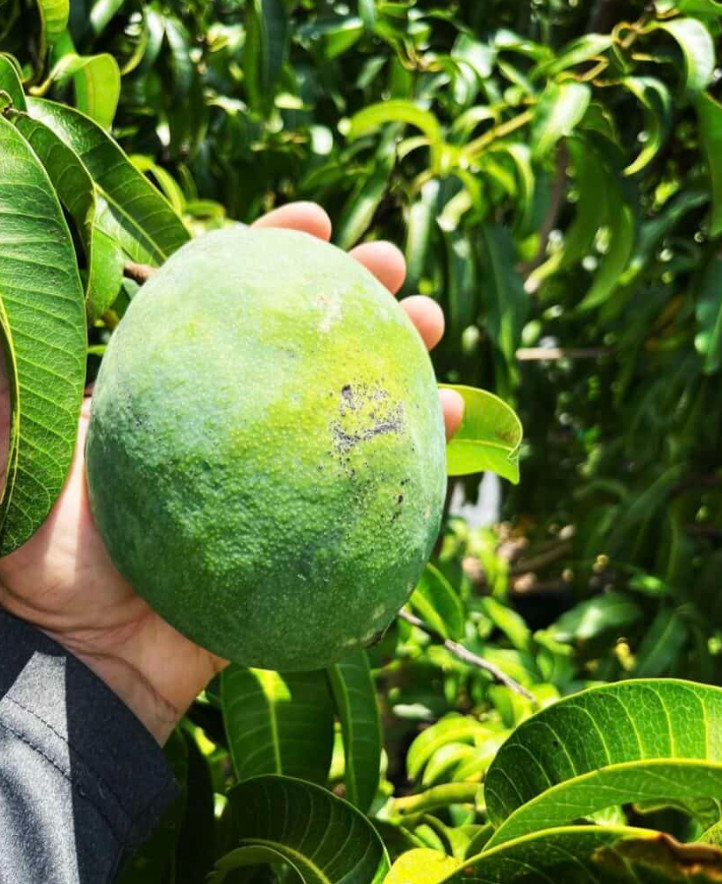Live Grafted Kent Mango Tree – 3 Gal Pot – Tropical Fruit Tree – No Ship to CA