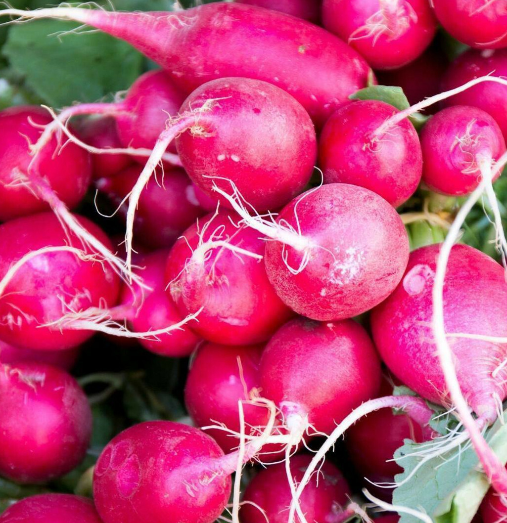 Pink Celebration Radish Seeds | Raphanus sativus Radishes Daikon New Color 2024