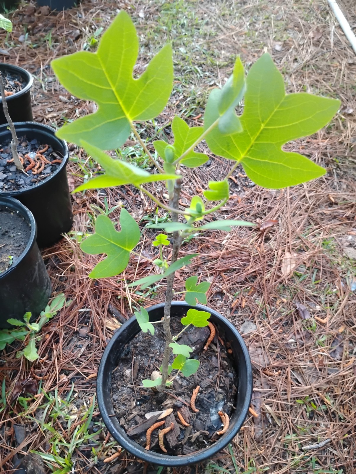 Yellow Poplar, Tulip Tree, 1 Gallon Pot.