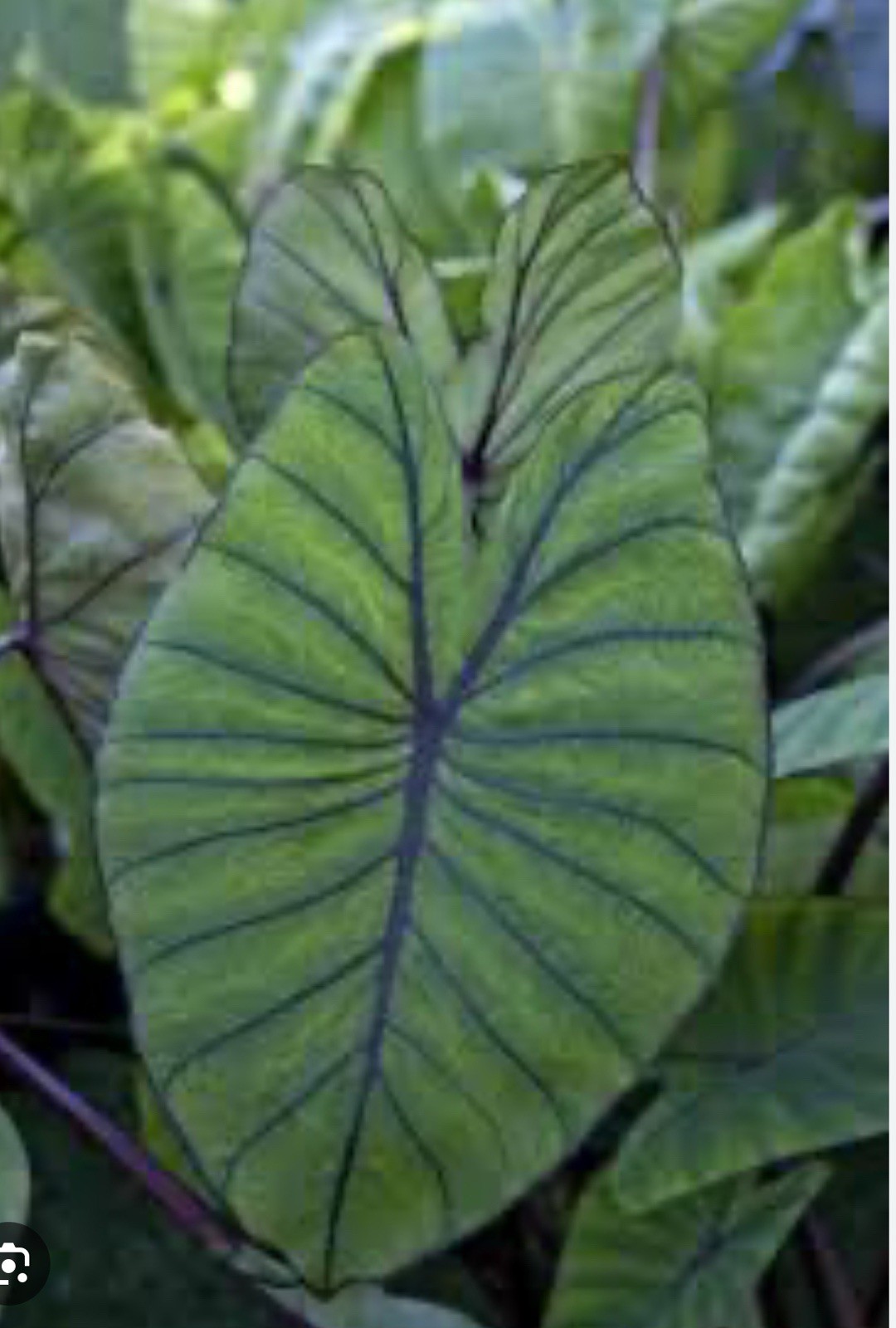 Blue Hawaii -Colocasia esculenta- Elephant Ear-SMALL ROOTED STARTER Plant