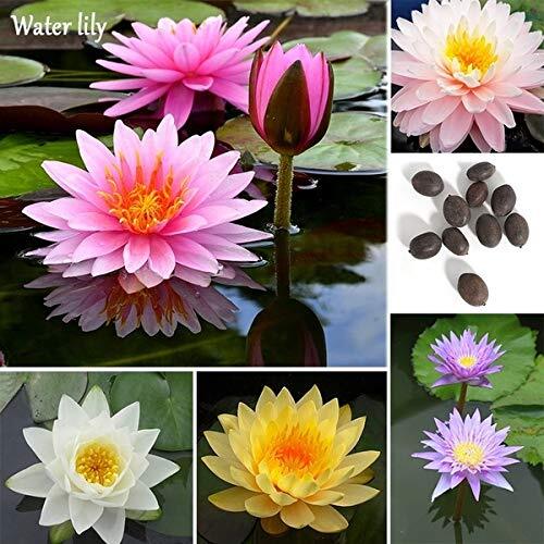 Water Lilly Seeds for Planting | 10 Lotus Seeds | Beautiful Flowering Aquatic Bo