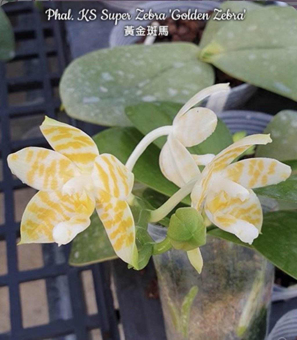 Phal. KS Super Zebra ‘Golden Zebra’, Mature Size, FREE Shipping