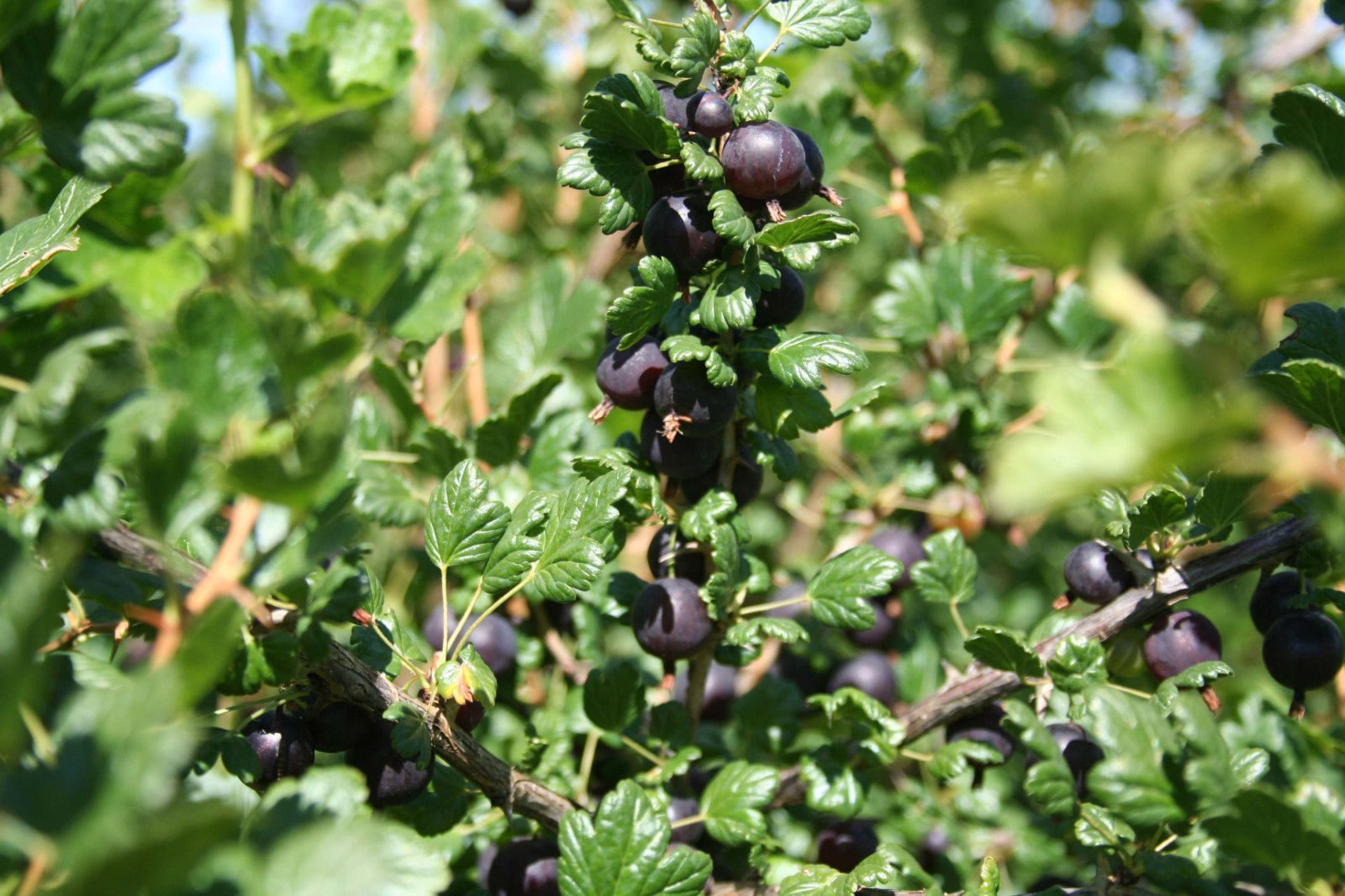 1 Black Velvet Gooseberry Worcesterberry cross live plant, zones 4-7.