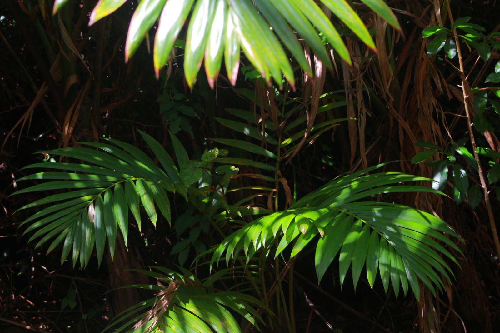1 FT Tall : EX RARE : LIVE Prestoea Acuminata Sierra Palm Shade Rainforest Exoti