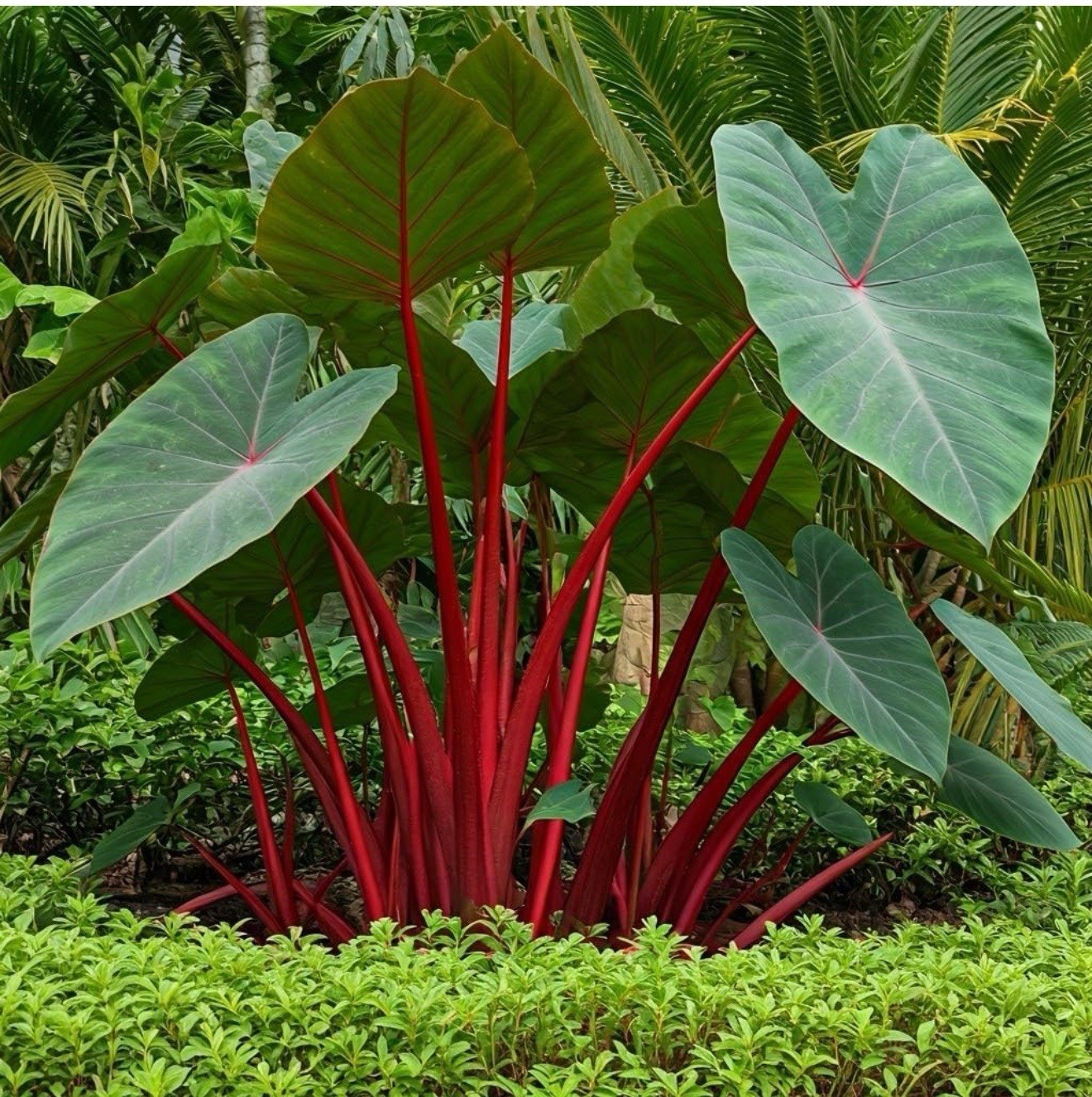 Hawaiian Punch-Colocasia esculenta- Elephant Ear-SMALL ROOTED STARTER Plant