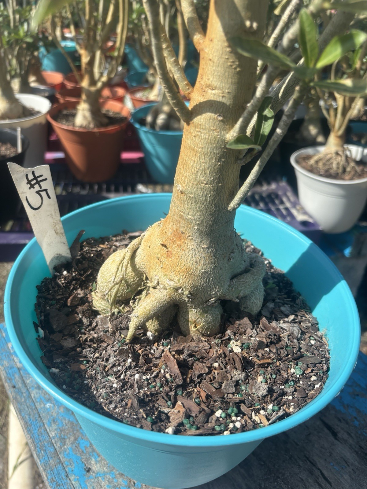 Adenium Obesum Desert Bareroot Pick A # From The Pictures
