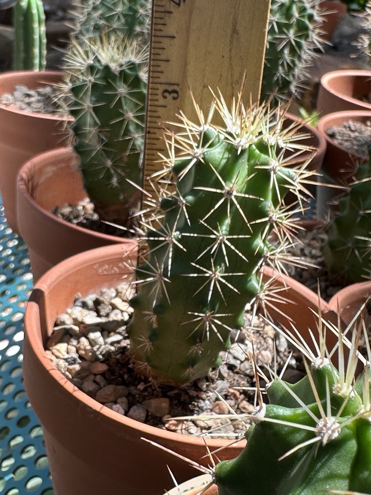 Echinocereus Coccineus Scarlet Hedgehog Cactus Claret Cup Bare Root Cold Hardy