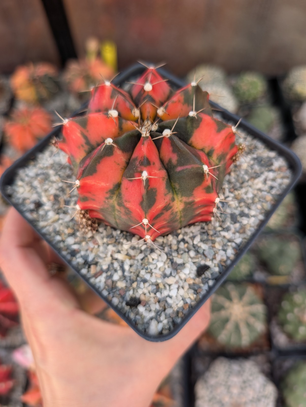 Gymnocalycium Inverse Variegata Daydream Hybrid Motherplant