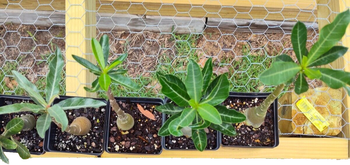 Desert Rose Plants (4)