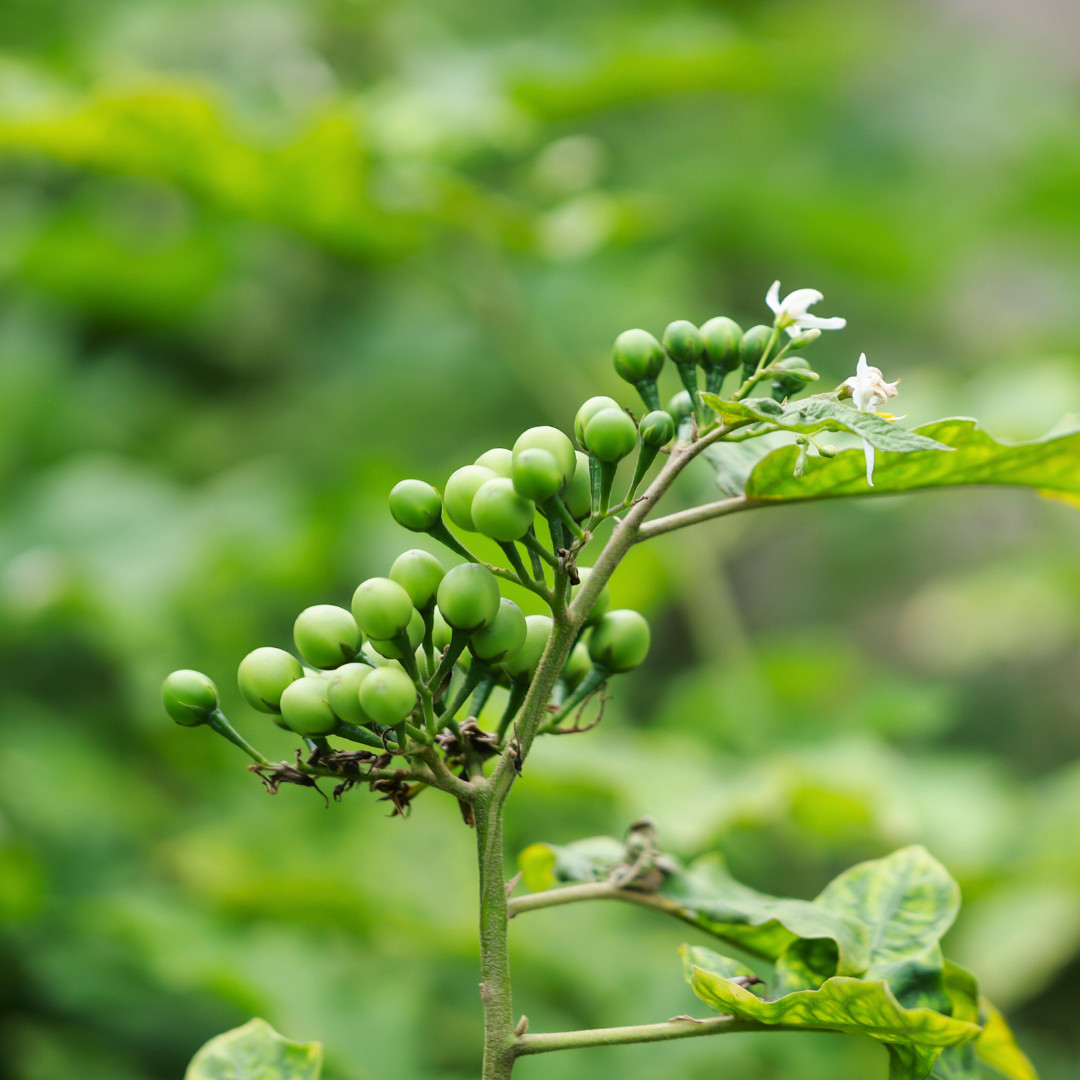 Fresh Pea Eggplant Seeds | Thai | Makheua Phuang | Heirloom Non-GMO | Vegetable