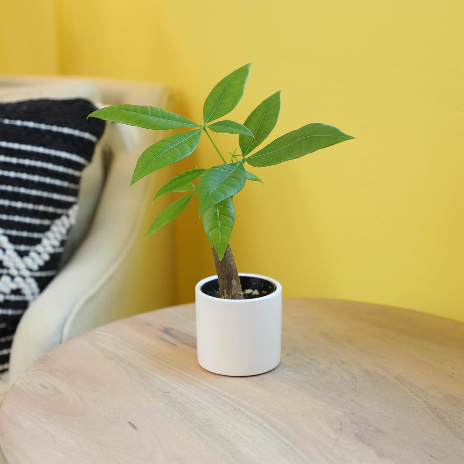 , Live Money Tree Plant, Pachira Aquatica Money Tree, Feng Shui Money Tree Pa…