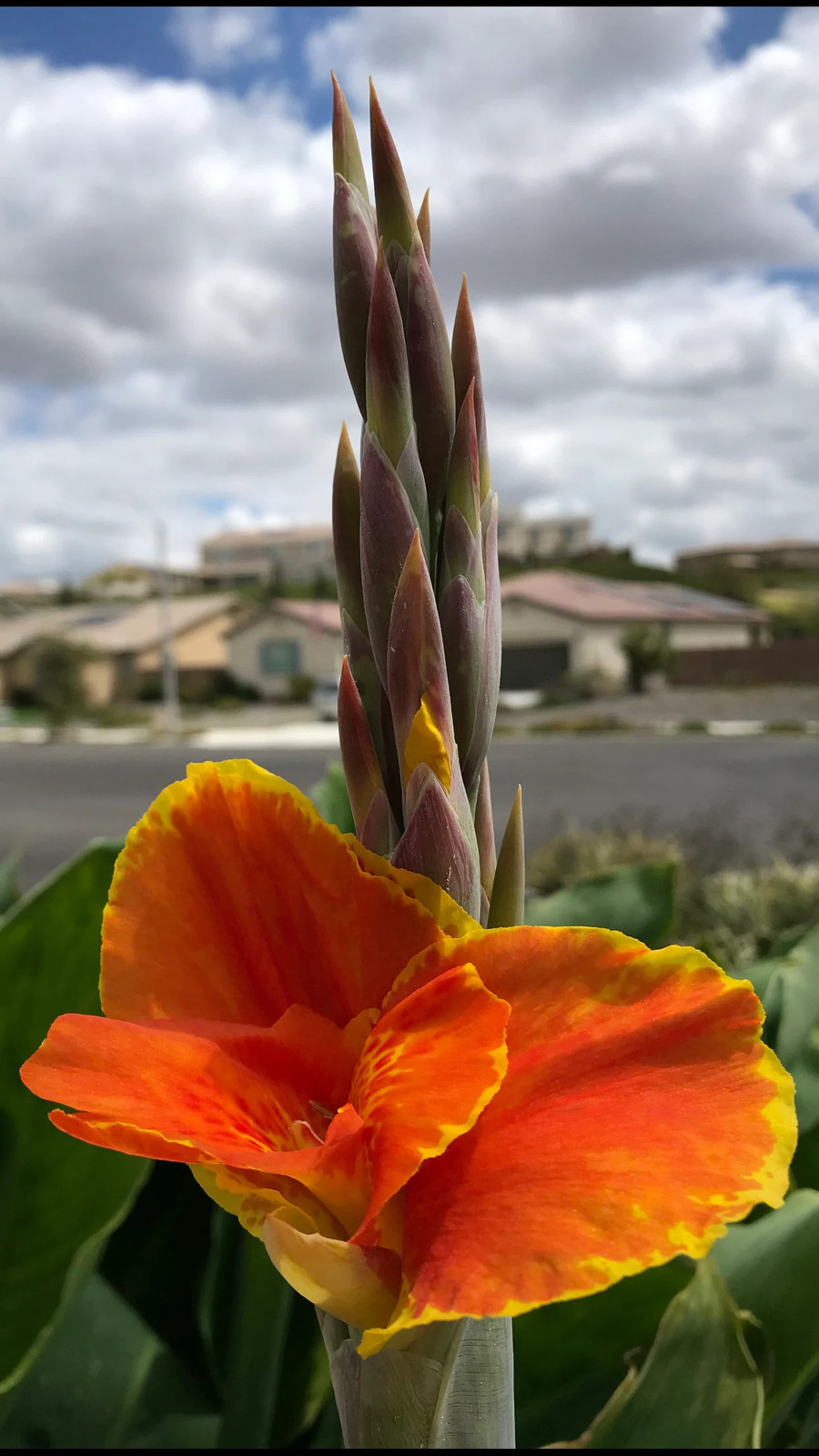 Thai Sunray Canna Lily Rhizomes – Reddish-Orange & Yellow Blooms – 1-Rhizome