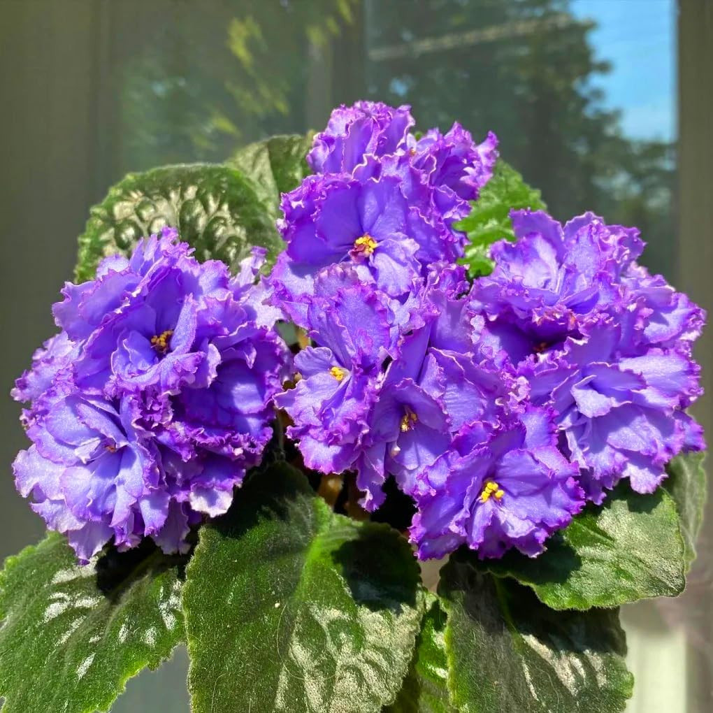 African Violet Seeds for Planting, 50Pcs African Violet Saintpaulia Perennial Fl