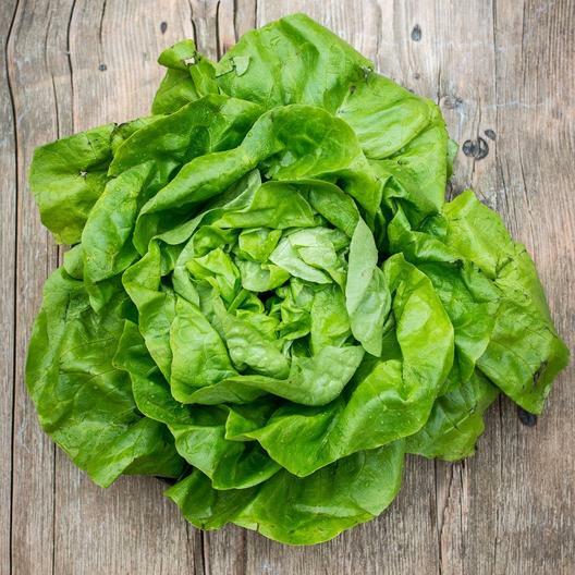 1000 WHITE BOSTON BUTTERCRUNCH LETTUCE SEEDS ~ heirloomseedguy ~ 2026 ~ NON-GMO