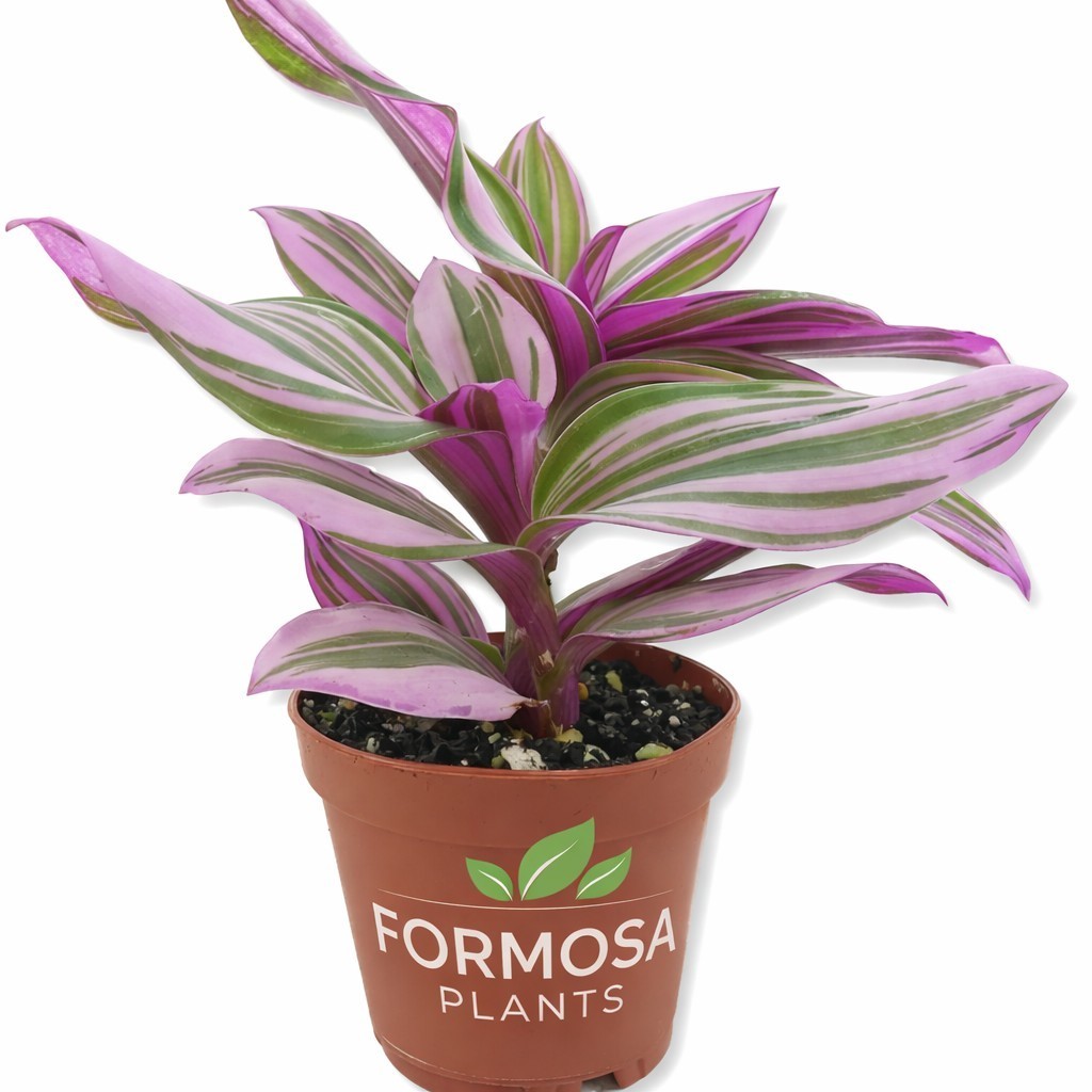 Tradescantia Nanouk- Live Plants in 2 Inch Pots-Tradescantia albiflora ‘Nanouk’