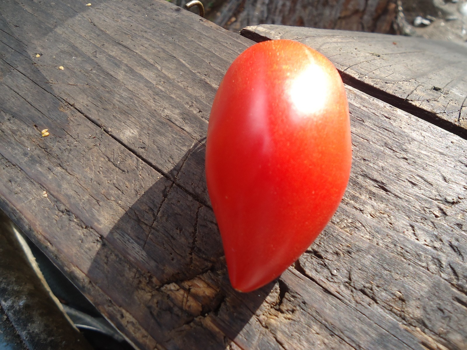 Heirloom tomato seeds Build a variety pack, or take all 50! *SURVIVAL SEEDS*