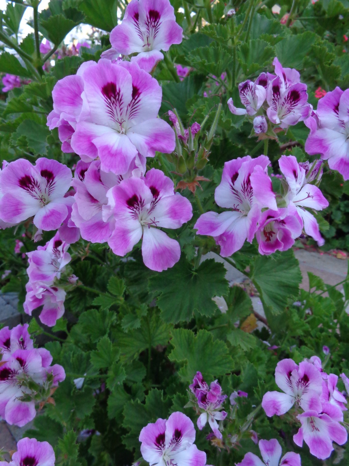 STUNNING PURPLE & WHITE PELARGONIUM FANCY REGAL GERANIUM 2 X 6″ PLANT CUTTINGS