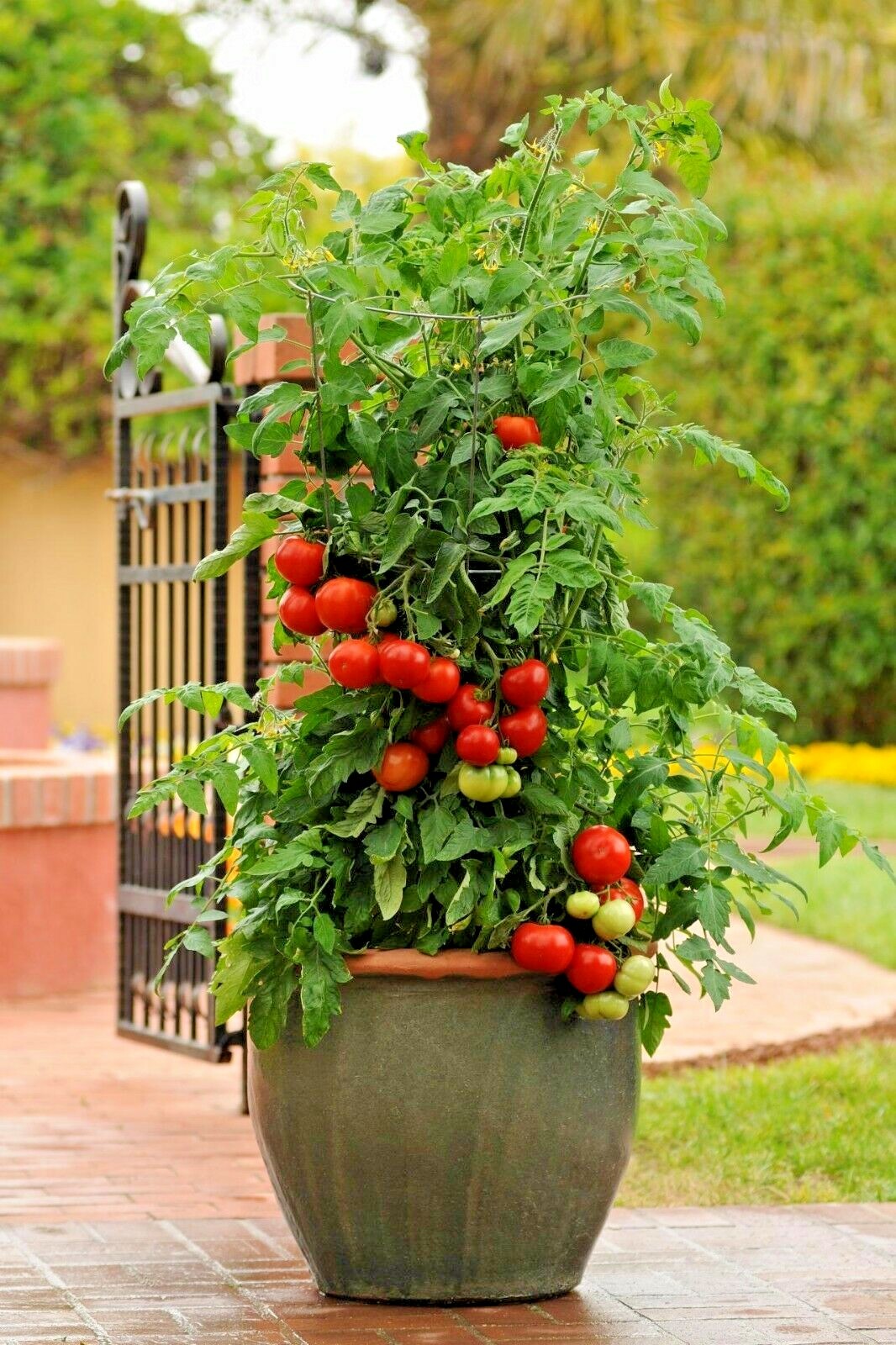 25+Patio BUSH TOMATO Seeds Organic Compact 36″ Plant Vegetable Garden Container