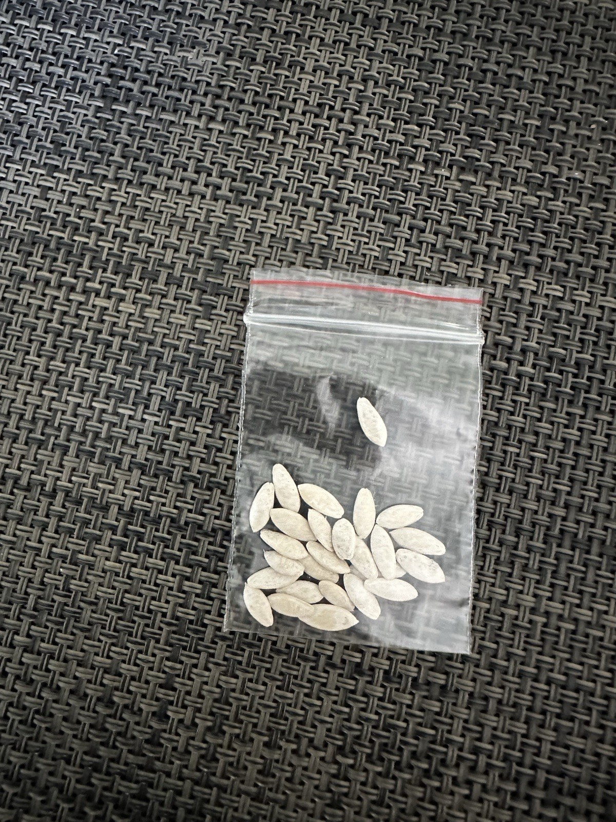 25 Seeds Cucumber Amour F1 ORIGINAL Bejo Zaden Netherlands семена огурец Amur