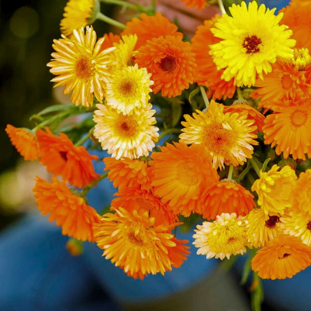 Fresh Premium Pacific Beauty Calendula Seeds | Heirloom Non-GMO | Flower Seeds