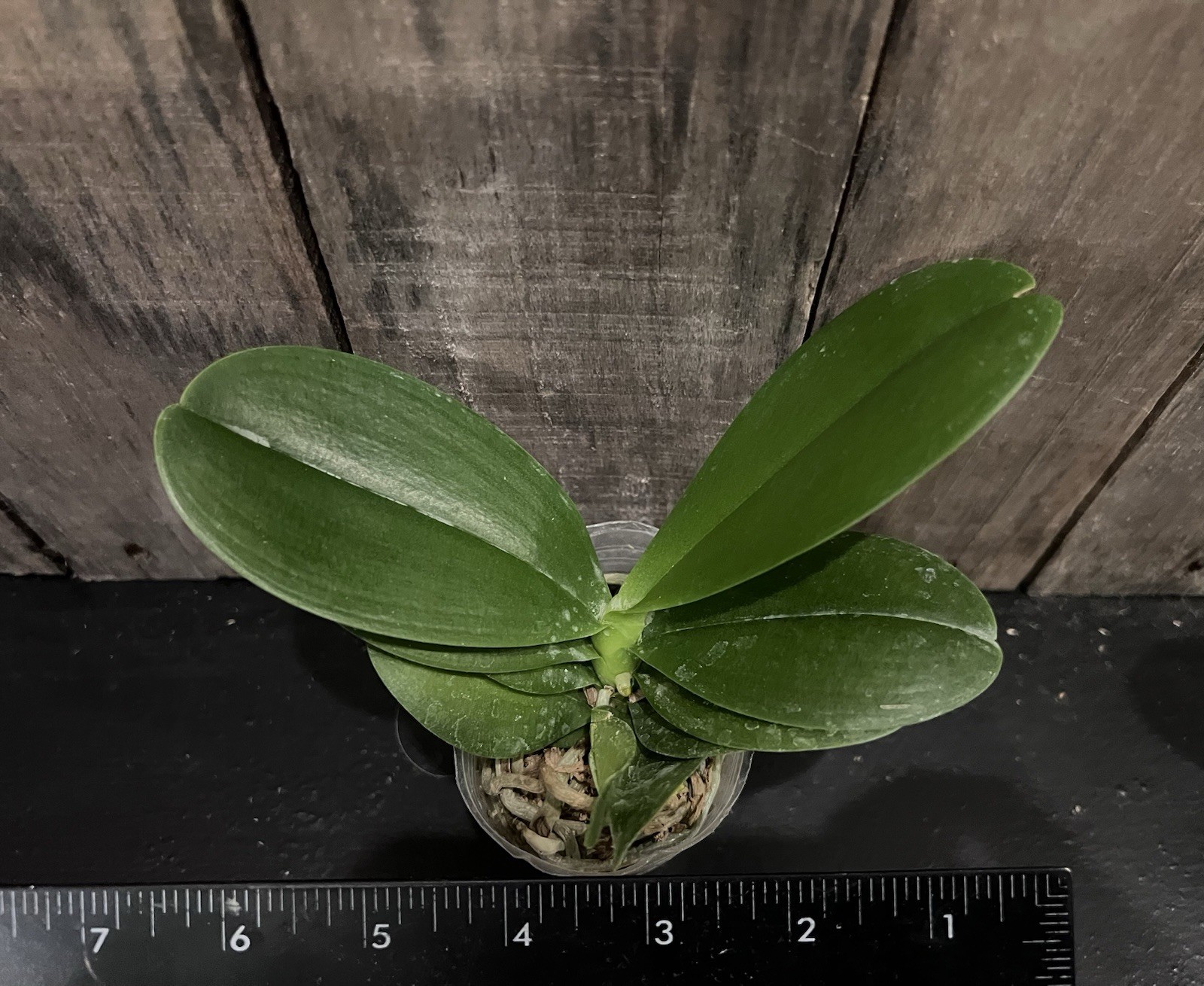 Phal. Ching Ann Mary ‘1830’, Blooming Size, FREE Shipping