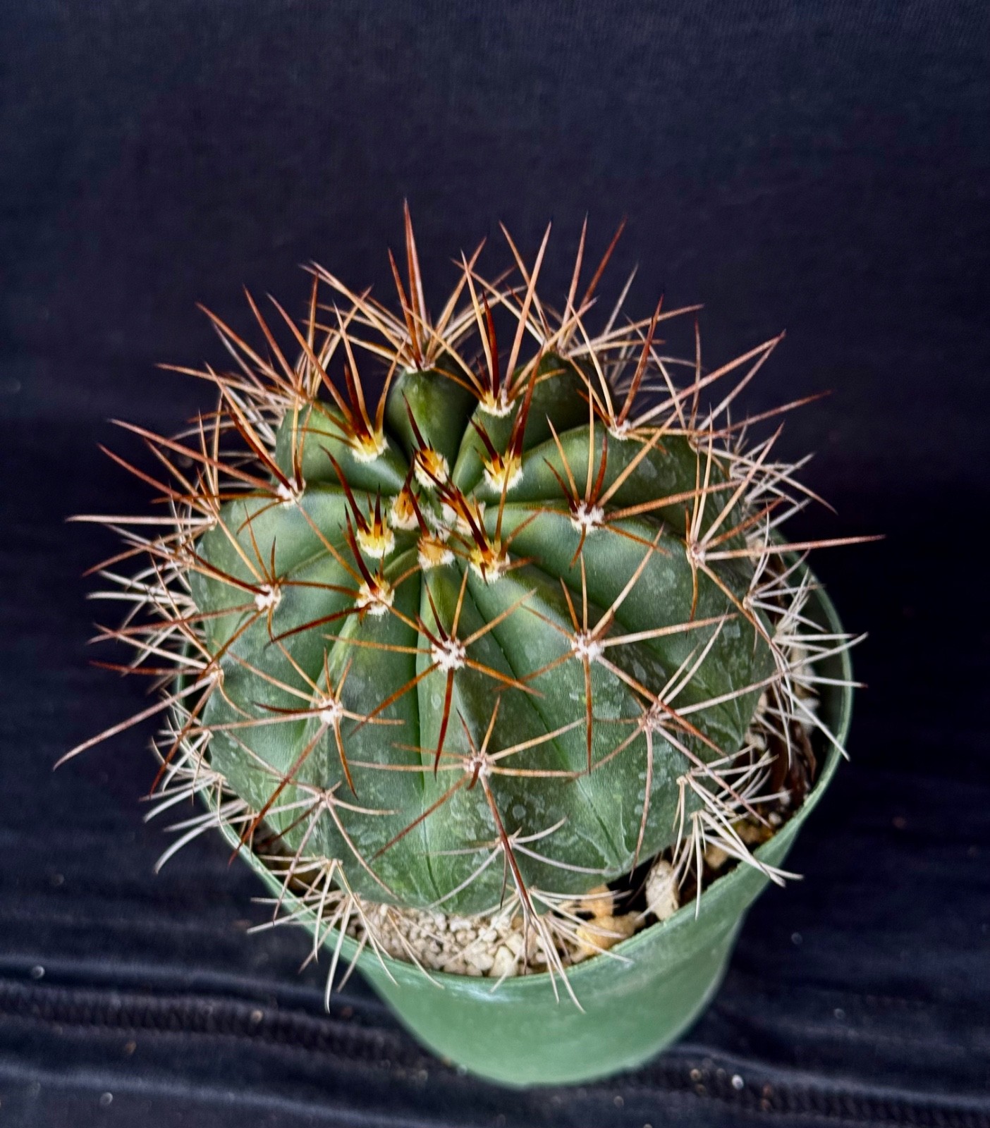 Melocactus albicephalus, 4″ cephalium bearing cactus plant