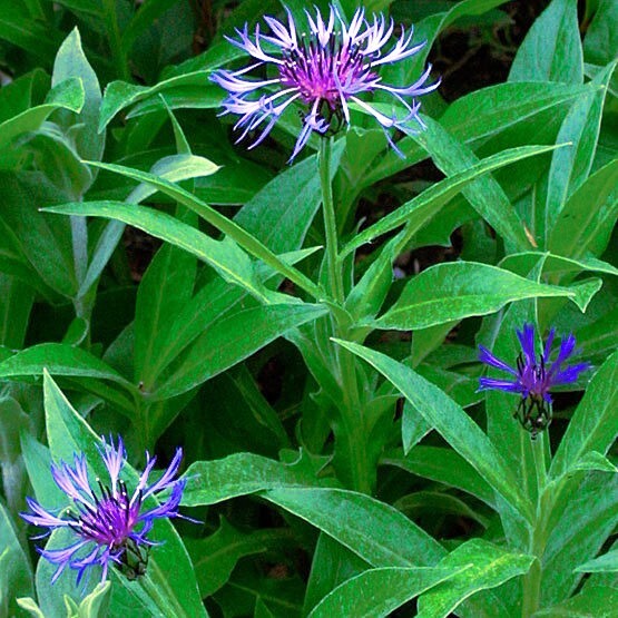 20 MOUNTAIN BLUE CORNFLOWER SEEDS PERENNIAL Centaurea montana Cold Hardy Plant