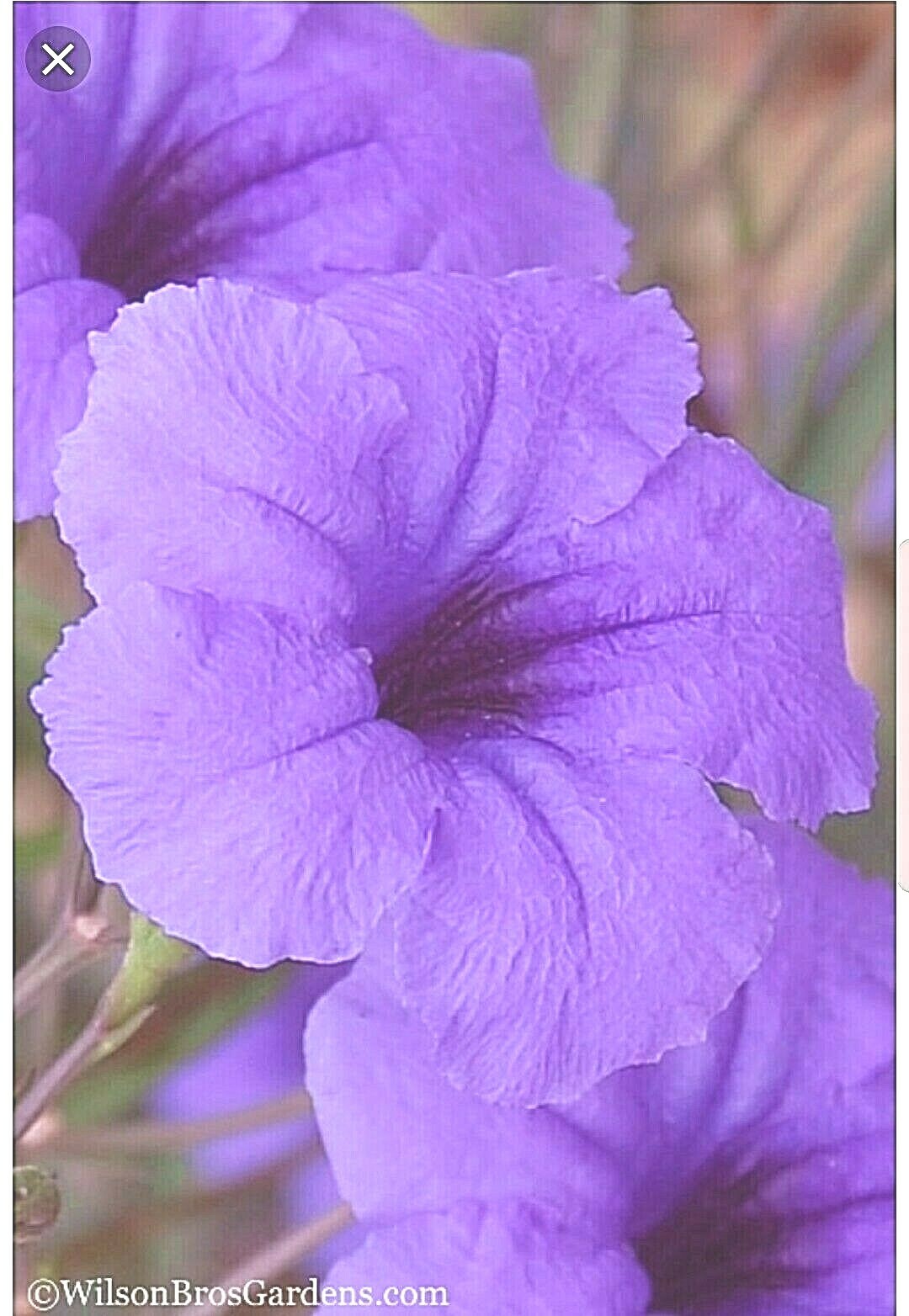 MEXICAN PETUNIA 10 Cuttings, Perennial, Attracts Butterflies, Hummingbirds