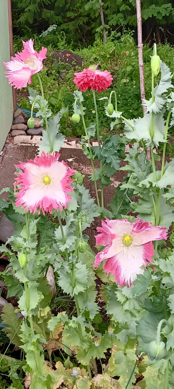 1,000 Amphora Poppy Seeds –P. Somniferum – Stunning Frilly White and Pink Petals