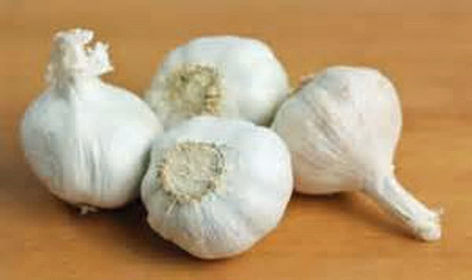 Garlic Bulbs,Whole White Bulbs for eating and or planting. COOL BEANS N SPROUTS