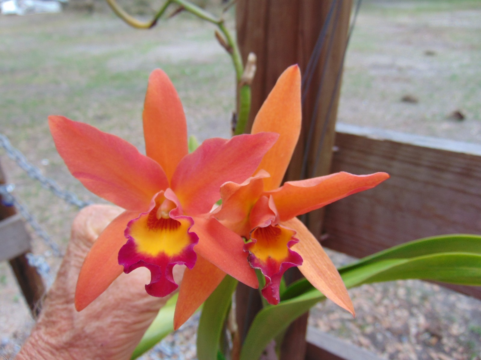 Rcgh. Ancep Passion Bloom size Bare root LARGE PLANT