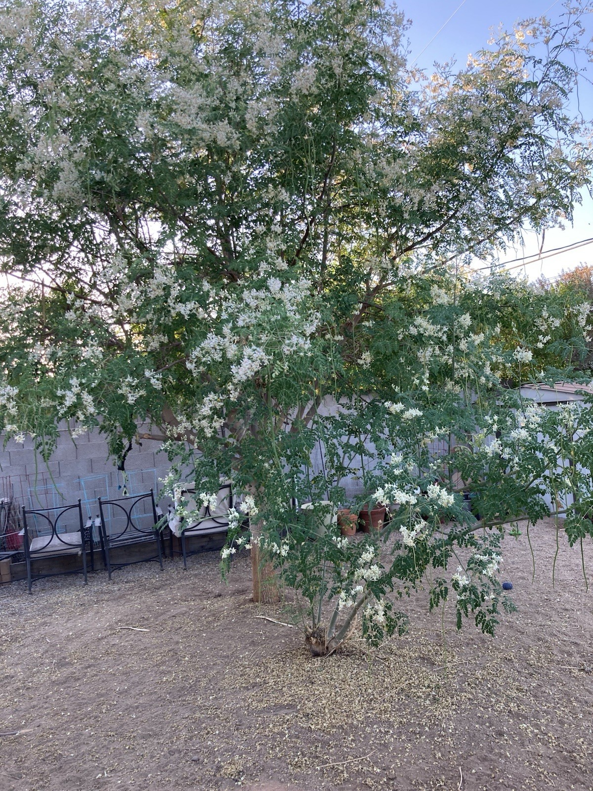 50 Organic Moringa Seeds For Planting