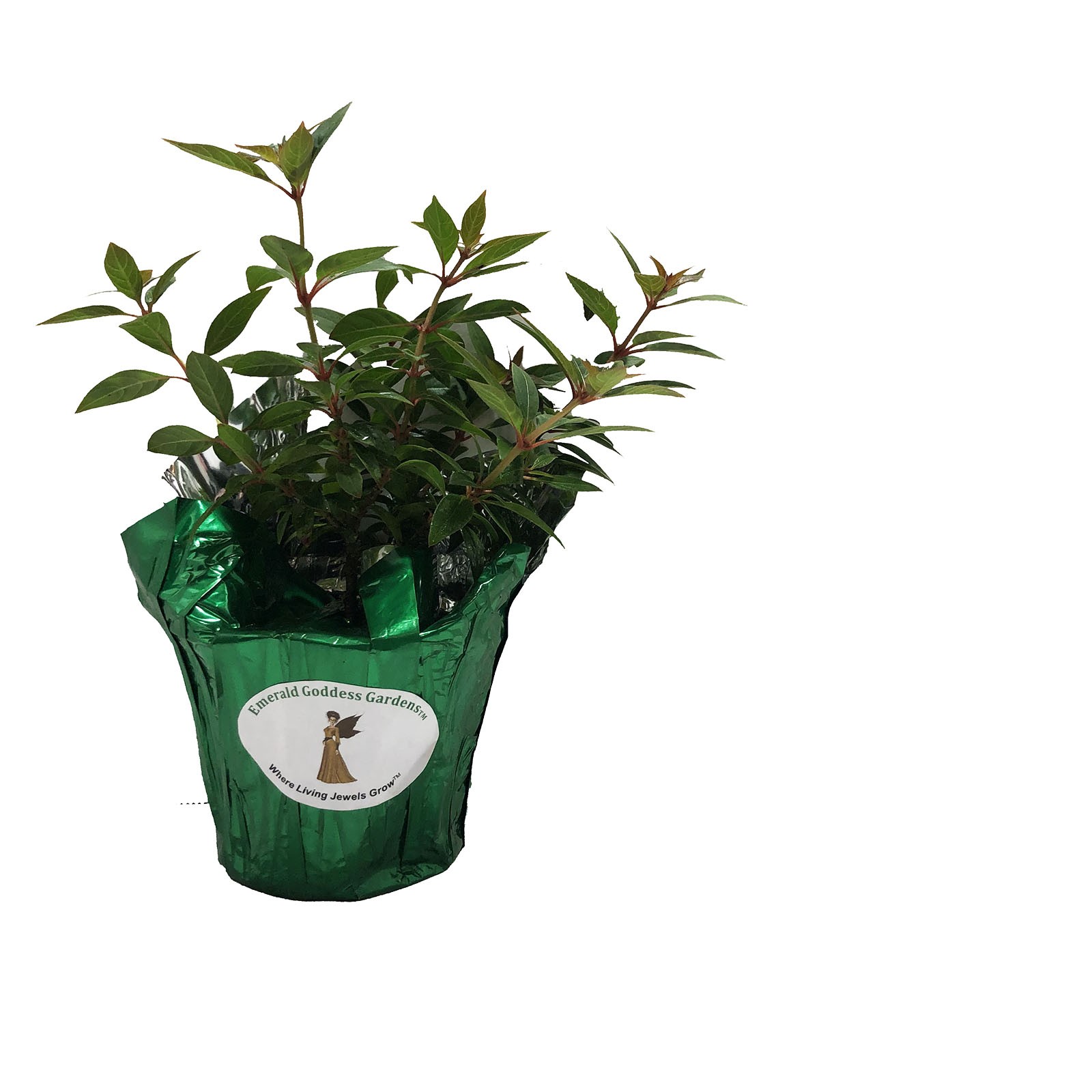 Firefly Dwarf Red Firebush Live Plant Orange Yellow Flower Butterfly Garden