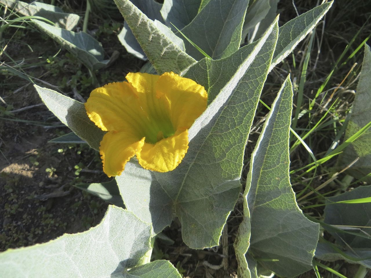 Cucurbita foetidissima BUFFALO GOURD – Rare Perennial – Seeds!