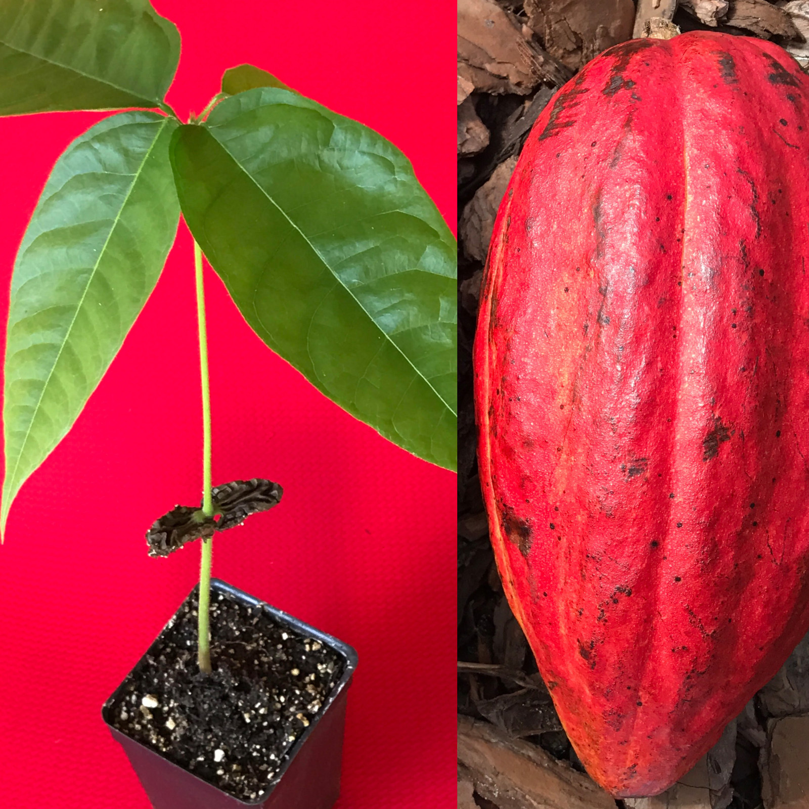 Red Theobroma Cacao Cocoa Chocolate Tropical Fruit Tree Potted Plant 10-13″