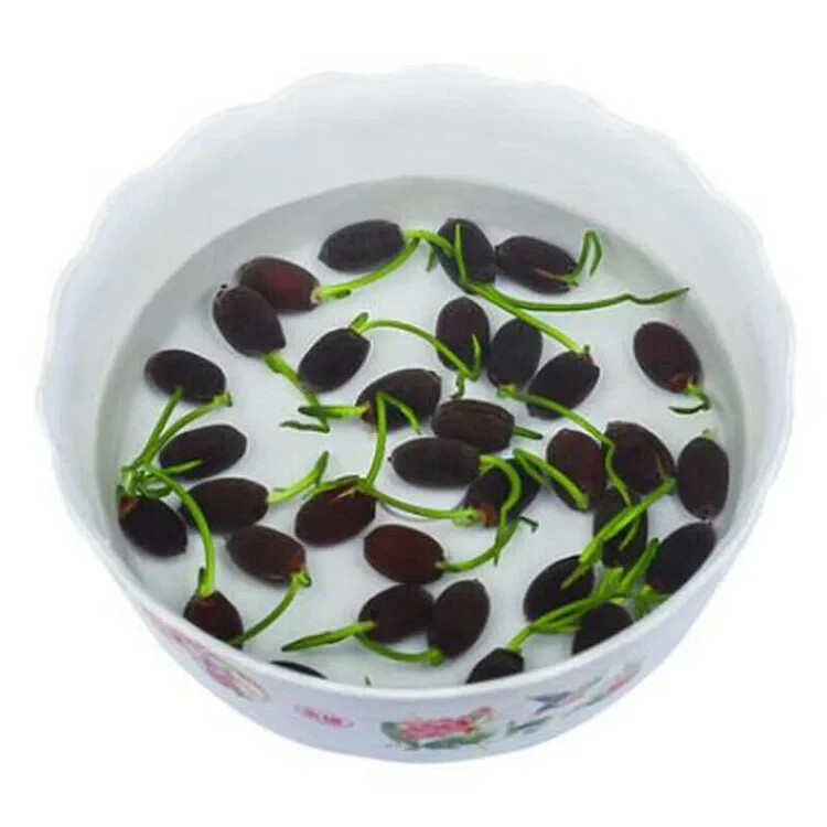 15pcs Mixed Color The Sacred Bonsai Lotus Flower Seeds Indoor Outdoor Pond