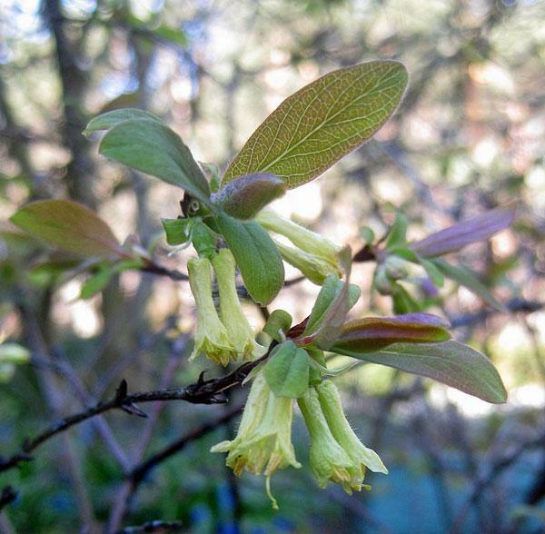 Lonicera caerulea var. edulis | Fly or Blue Honeysuckle | 10 Seeds
