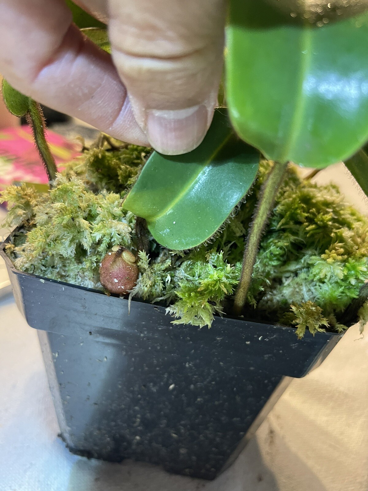 Nepenthes villosa Rare Highland Tropical Carnivorous Plant
