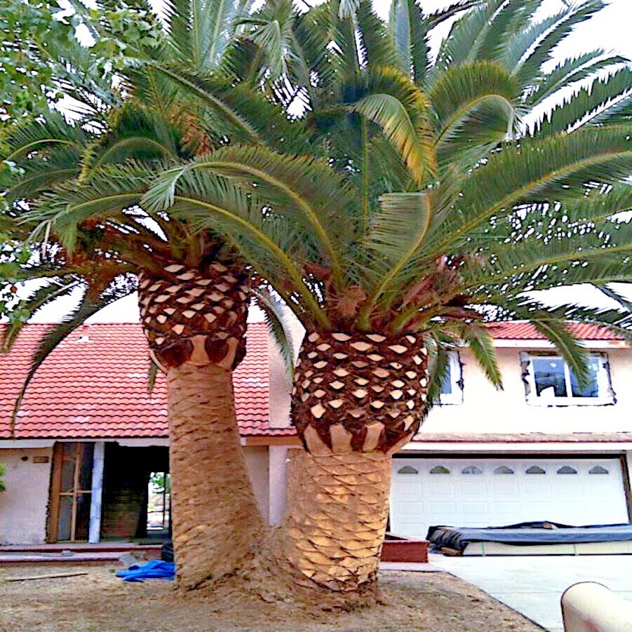 10 CANARY ISLAND DATE PALM Tree Seeds (Phoenix Canariensis) Hardy Fruit Plant