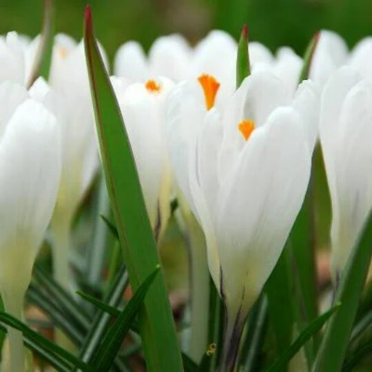 PETER PAN~GIANT CROCUS~FLOWER BULBS FOR SUNNY GARDEN PERENNIAL SPRING FLOWERS!!!