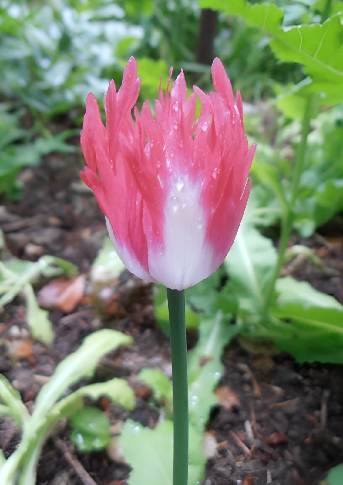 1,000 Rare Afghan Laciniated Poppy Seeds P. Somniferum Fringed & Serrated Blooms