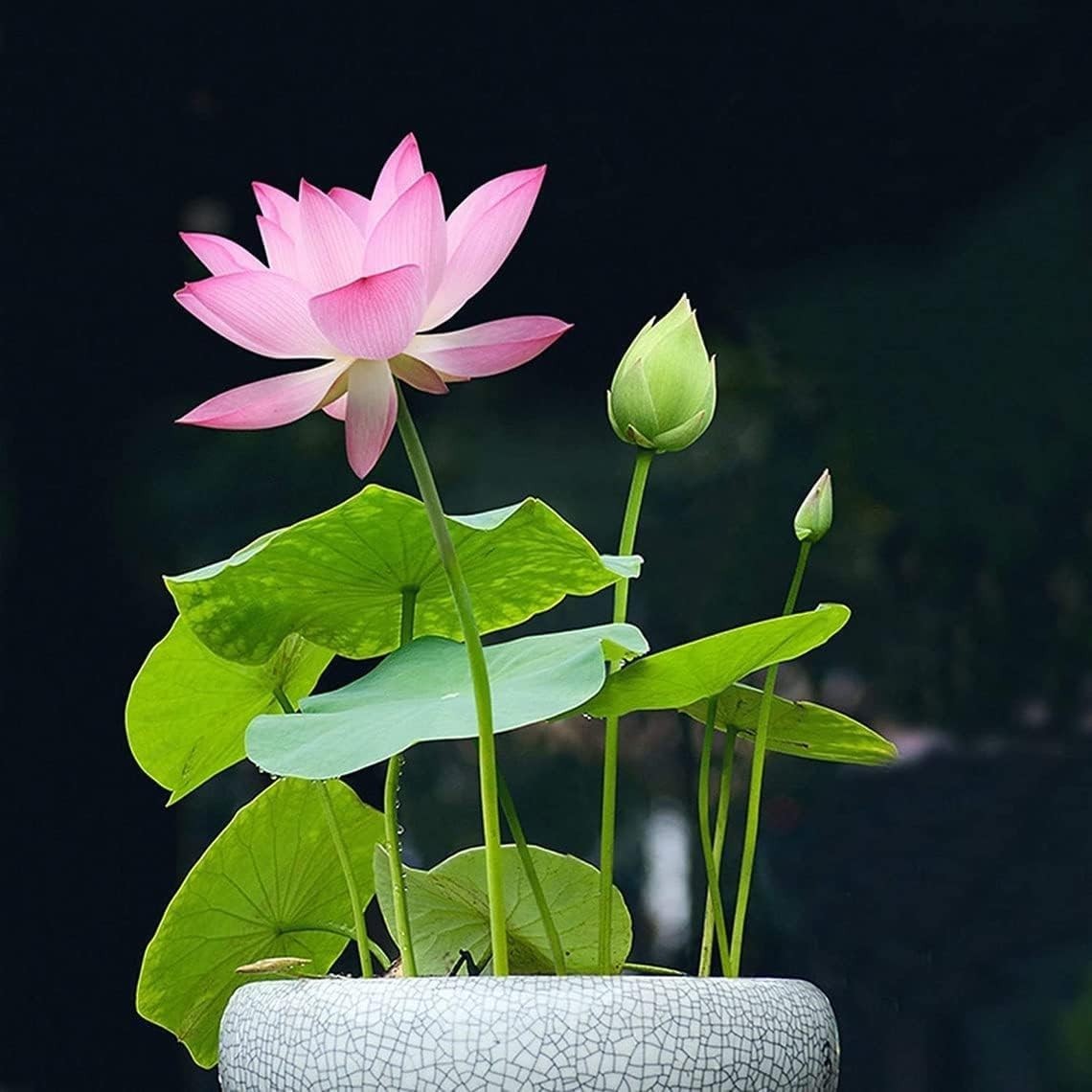 10pcs Vibrant Mixed Lotus Seeds – Perfect for Indoor & Outdoor Water Gardens