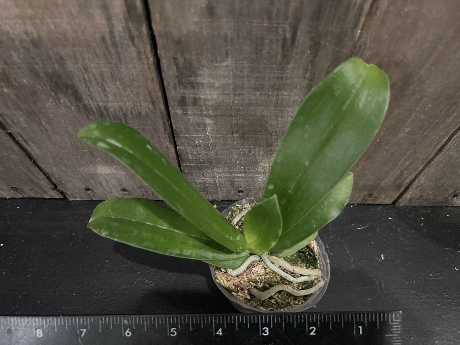 Phal. Valentinii, Mericlone, Blooming Size, Fragrant, FREE Shipping