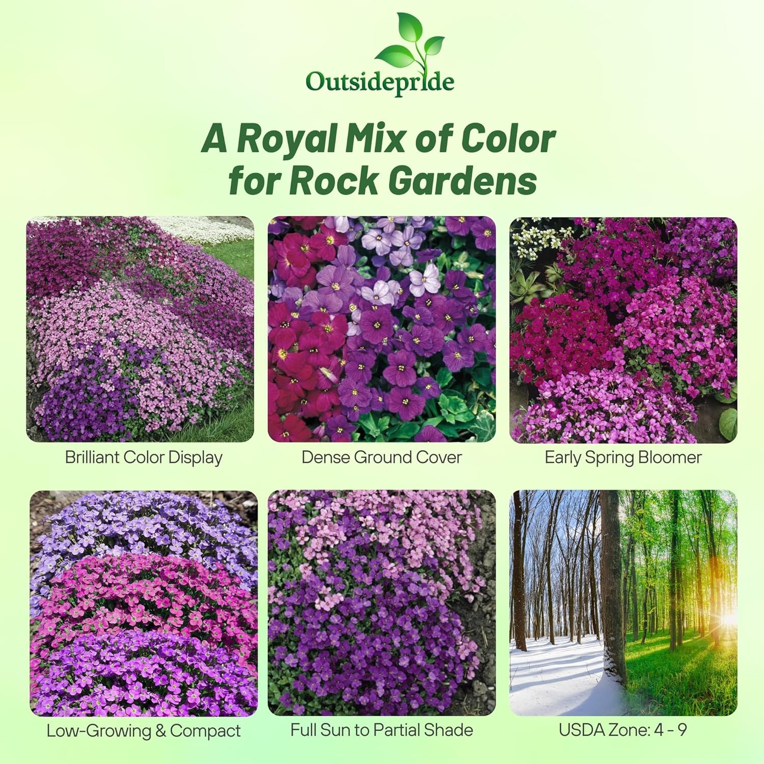 10000 Seeds Aubrieta Royal Mix Seeds – Rock Cress Ground Cover Seed