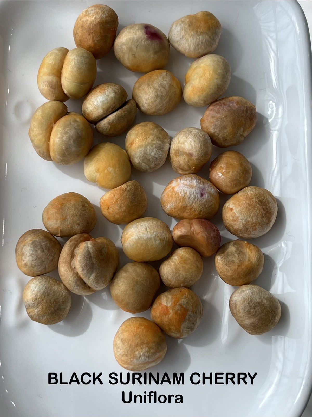20 FRESH BLACK SURINAM CHERRY SEEDS – UNIFLORA – BEST SELLER!