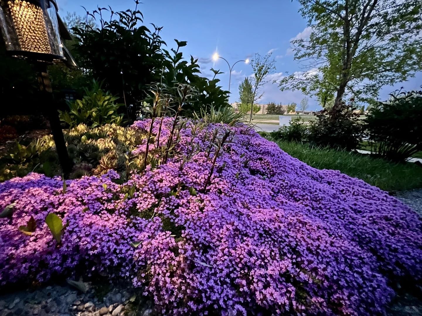 20,000+ Creeping Thyme Seeds Ground Cover, Non-GMO Perennial Flower Seeds, Ha…