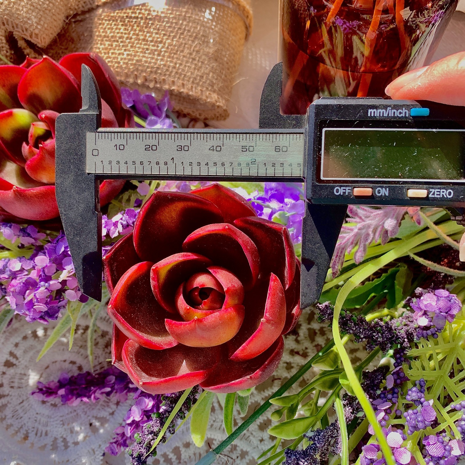 Live Succulent ‘Red Light’ – Bare Root Plant for Office, Wedding, or Home Decor