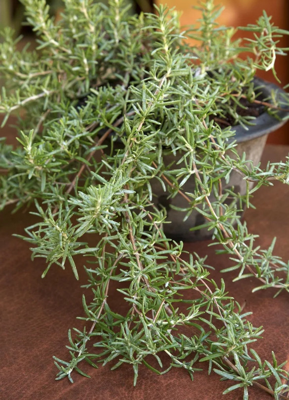 Trailing Rosemary Live Plant – 1 Gallon Pot – Fully Rooted Evergreen Herb