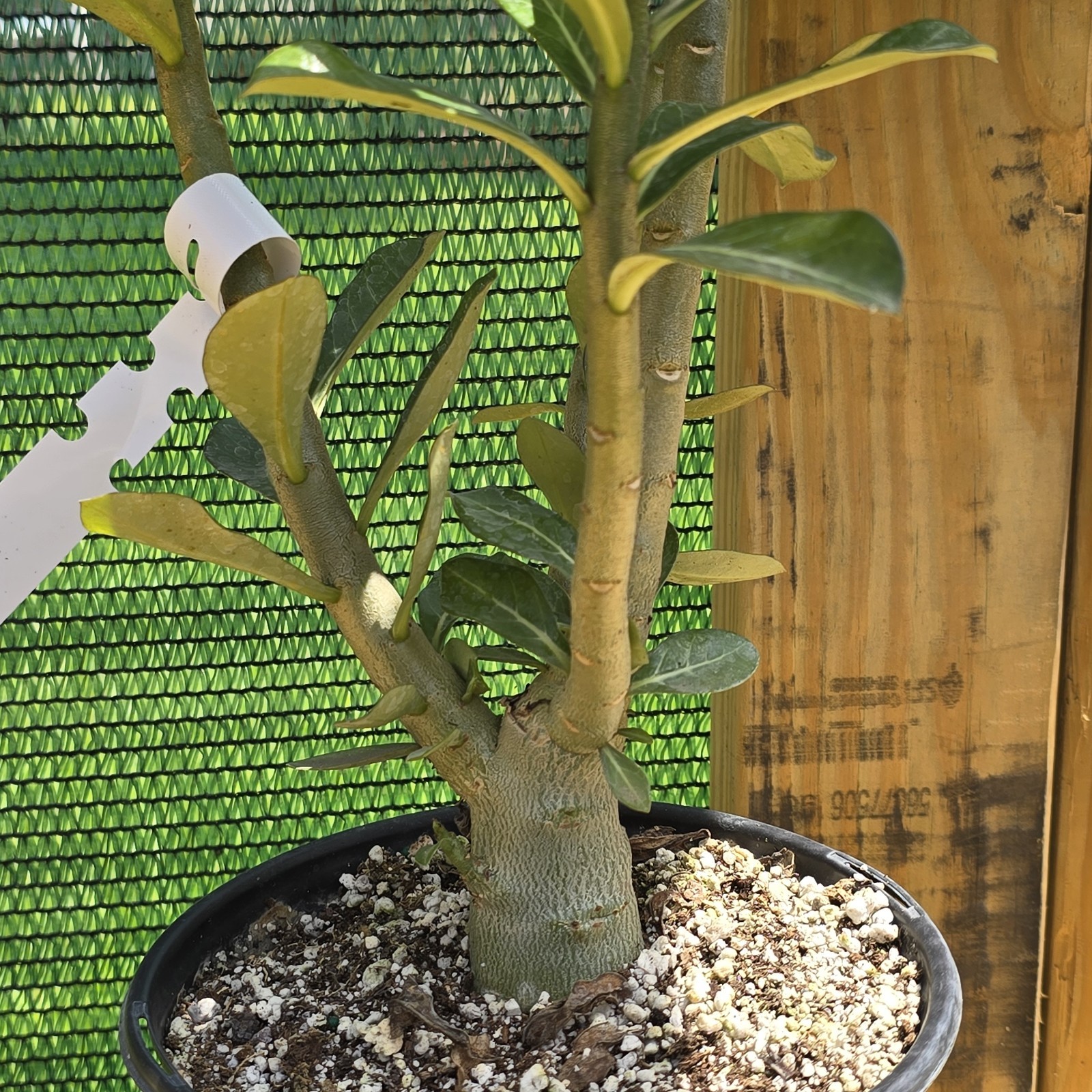 B129: Adenium Obesum Desert Rose Live Plant Rosa Del Desierto Original From Seed
